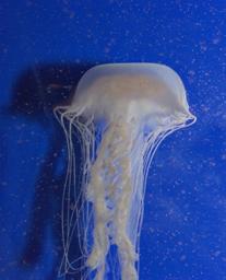 Box Head Jellyfish